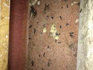 rat droppings in attic